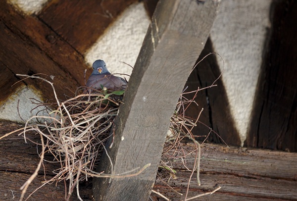 Duivenbestrijding? Veelgestelde vragen